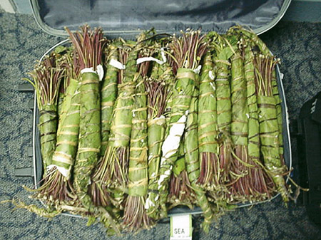 Khat